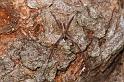 Avella_angulata_D7760_Z_89_North Stradbroke island_Australie